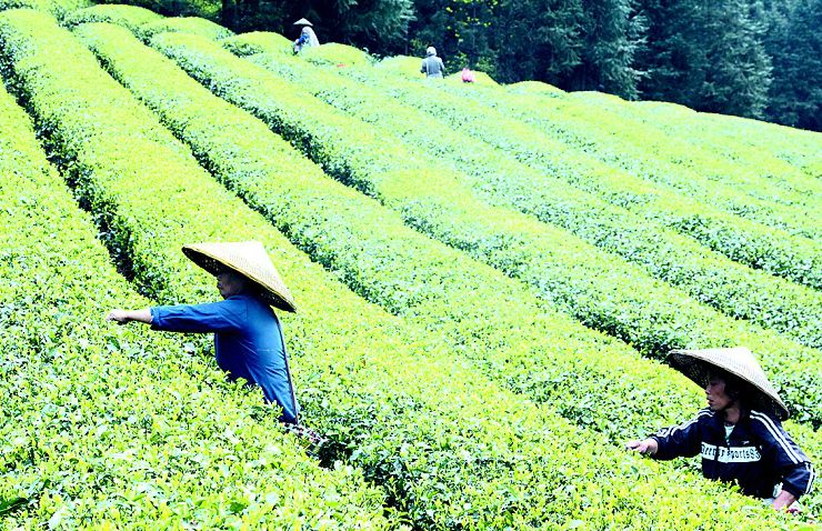 Tea Ceremony For The Yinzhen (Silver Tip) Tea From Mt Junshan